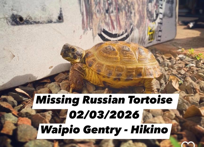 LOST PET - WAIPIO GENTRY, Oahu | Stolen Stuff Hawaii