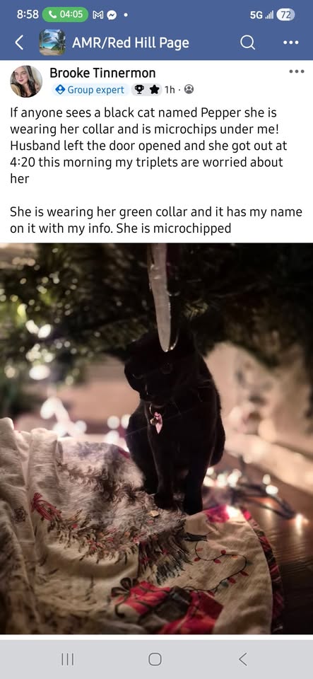 LOST PET - Unknown | Stolen Stuff Hawaii
