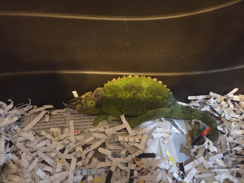 FOUND PET - Unknown | Stolen Stuff Hawaii