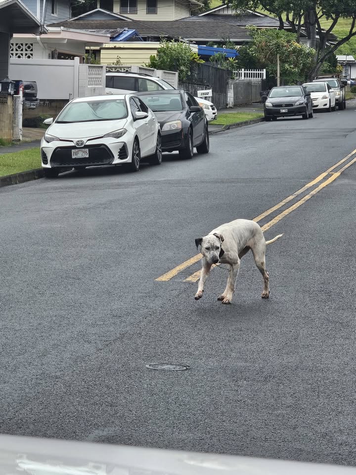 FOUND PET - Moanalua Valley | Stolen Stuff Hawaii