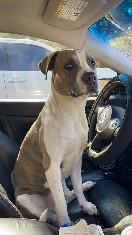 LOST PET - Waianae, Oahu | Stolen Stuff Hawaii