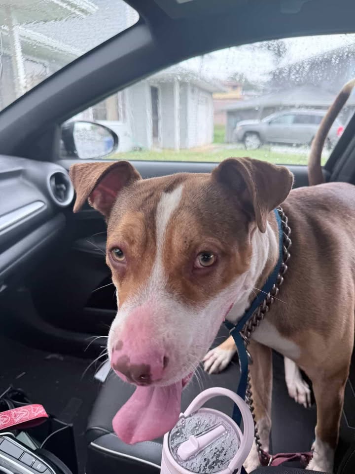 FOUND PET - Kapolei, Oahu | Stolen Stuff Hawaii