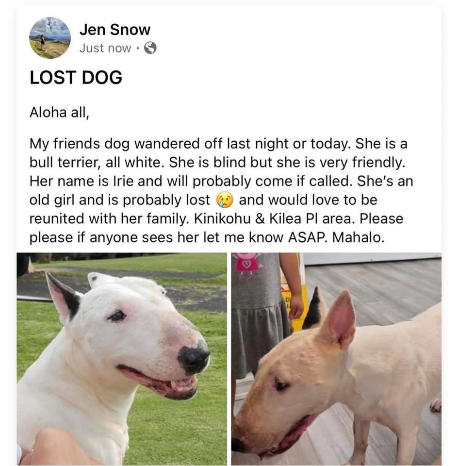 LOST PET - Upper Wahiawa | Stolen Stuff Hawaii