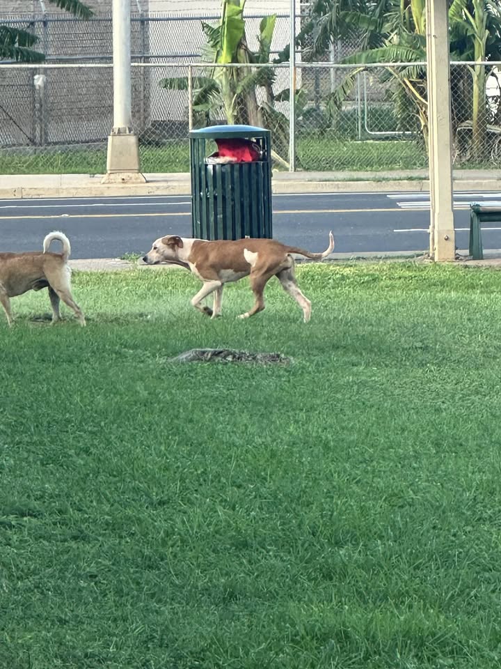 FOUND PET - Unknown | Stolen Stuff Hawaii
