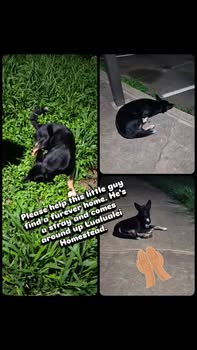 ANIMAL SIGHTING - Nanakuli area, Lualualei, Oahu | Stolen Stuff Hawaii