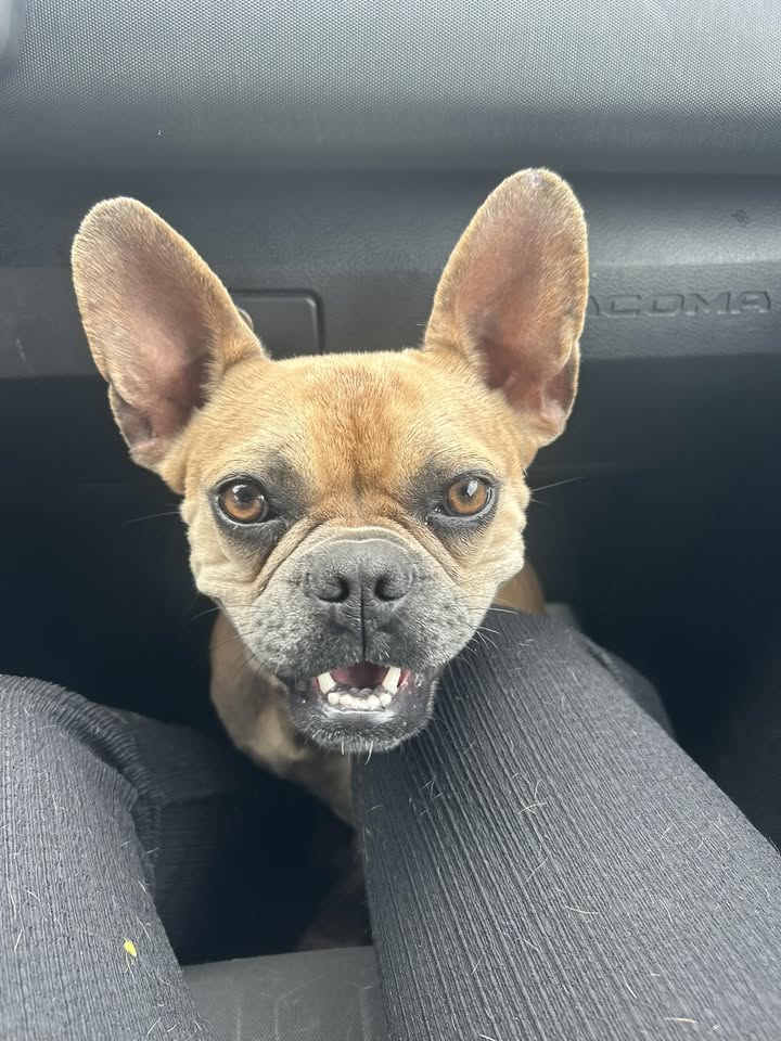 FOUND PET - Unknown | Stolen Stuff Hawaii