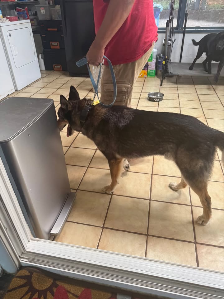 FOUND PET - Pohai Nani, Kaneohe, Oahu | Stolen Stuff Hawaii