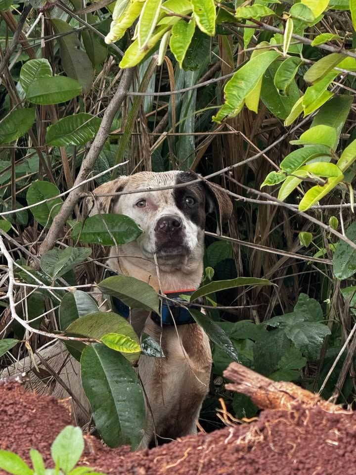 ANIMAL SIGHTING - Helemano military front gate, Oahu | Stolen Stuff Hawaii