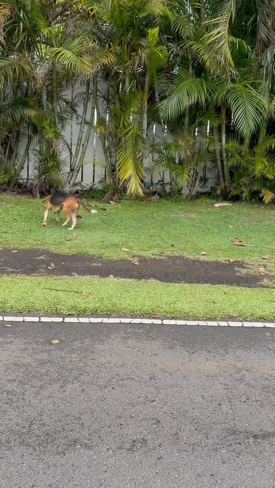 ANIMAL SIGHTING - Koa Kahiko Street, Kaneohe, Oahu | Stolen Stuff Hawaii
