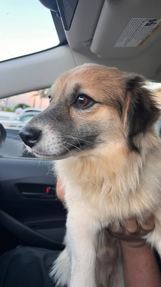 FOUND PET - Waipahu-Waipio, Oahu | Stolen Stuff Hawaii