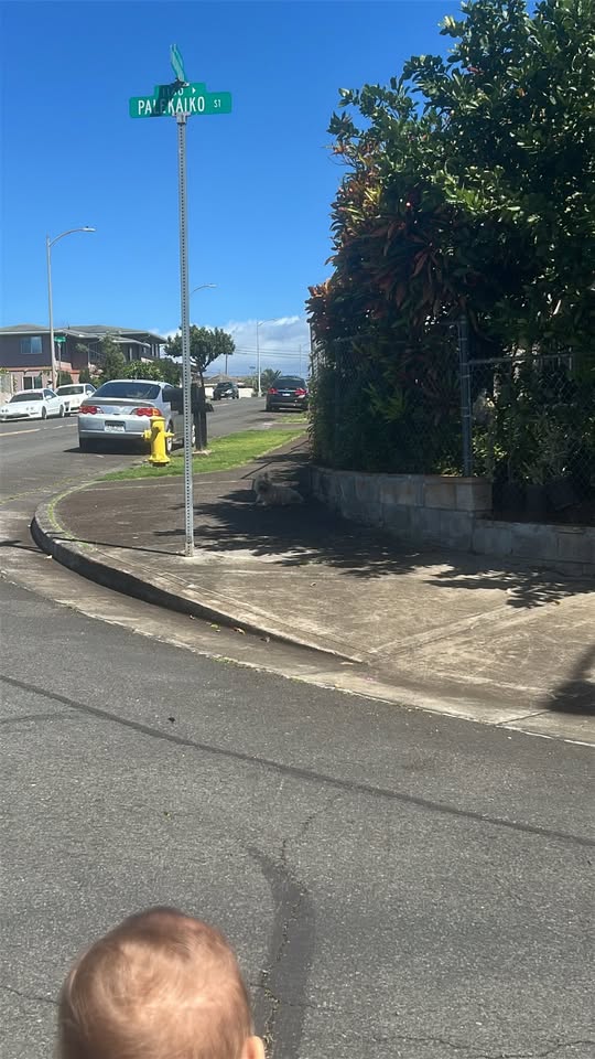 FOUND PET - Pearl City area, Oahu | Stolen Stuff Hawaii