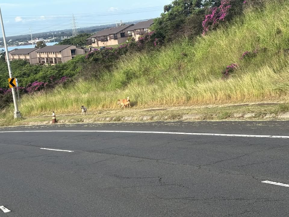ANIMAL SIGHTING - Newtown Estates, Aiea, Oahu | Stolen Stuff Hawaii