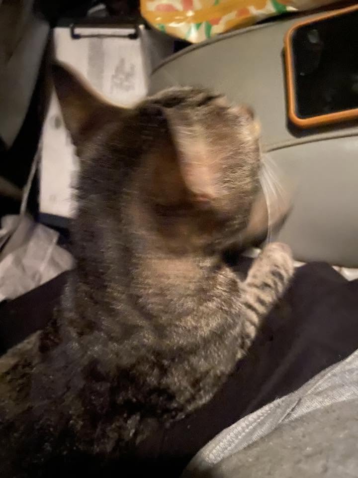 LOST PET - Walmart Parking lot, Mililani | Stolen Stuff Hawaii