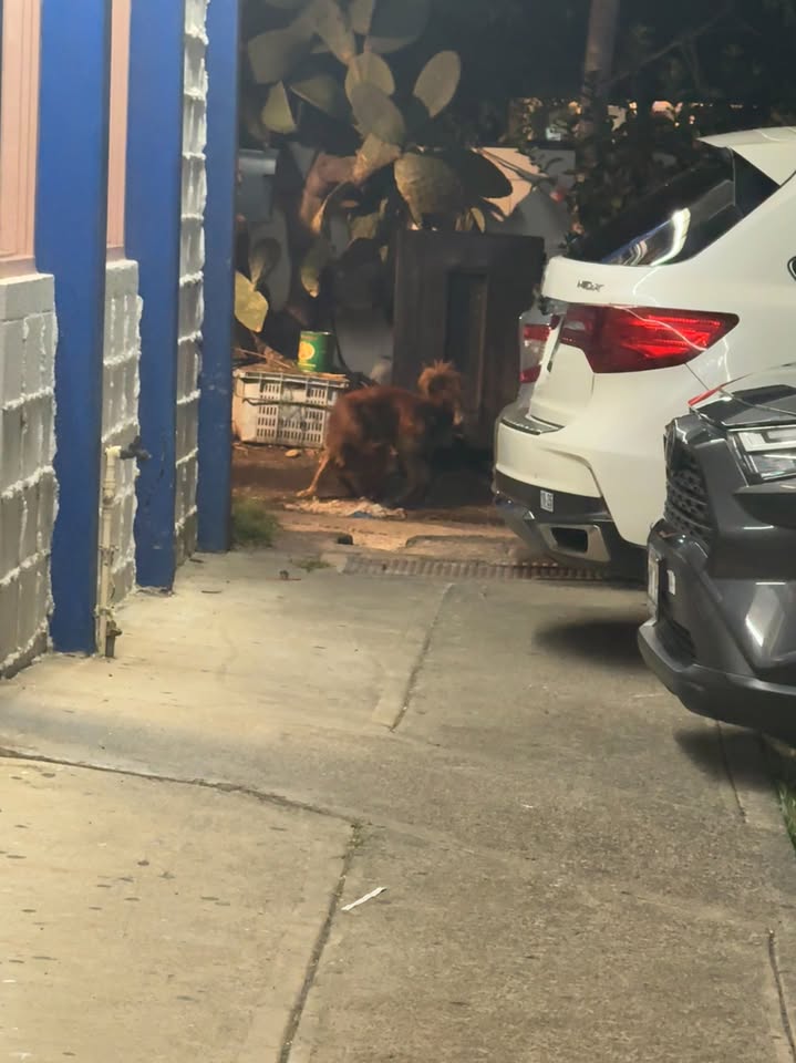 ANIMAL SIGHTING - N School St, Honolulu | Stolen Stuff Hawaii