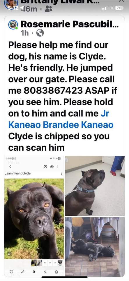 LOST PET - Makaha | Stolen Stuff Hawaii