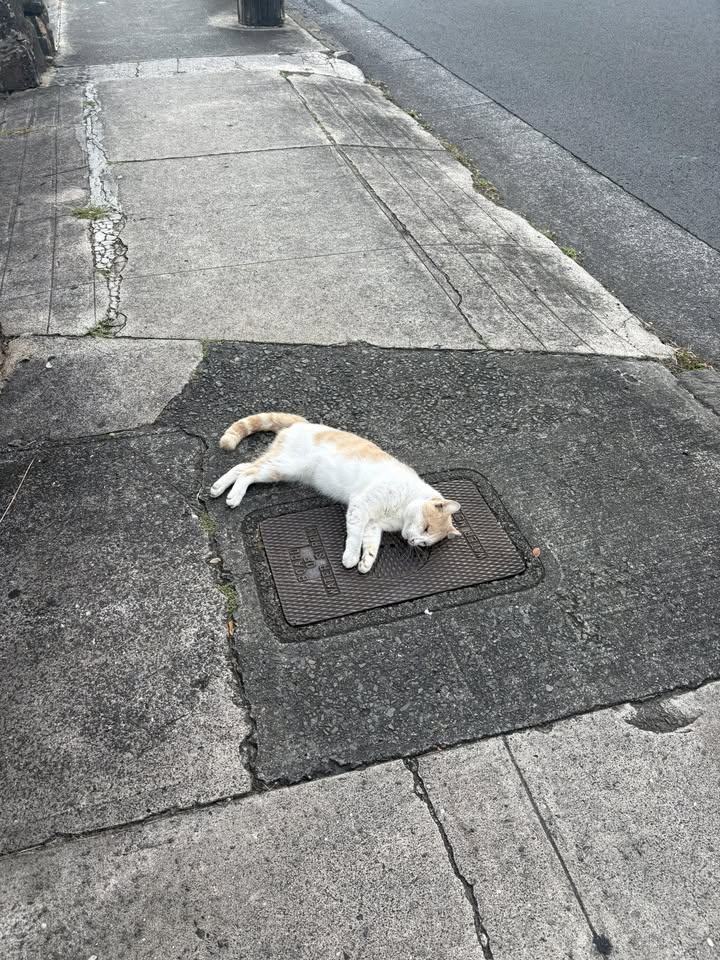 FOUND PET - Nuuanu Avenue, Honolulu | Stolen Stuff Hawaii