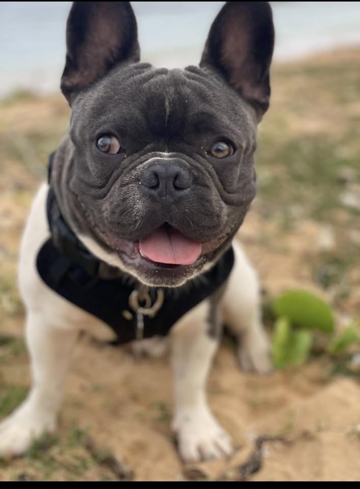 LOST PET - Unknown | Stolen Stuff Hawaii