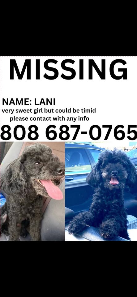 LOST PET - Hui Iwa Street, Koolau Shopping Center, Oahu | Stolen Stuff Hawaii