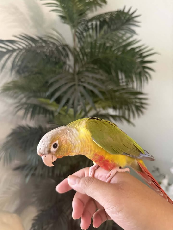 LOST PET - Village Park, Kunia area | Stolen Stuff Hawaii