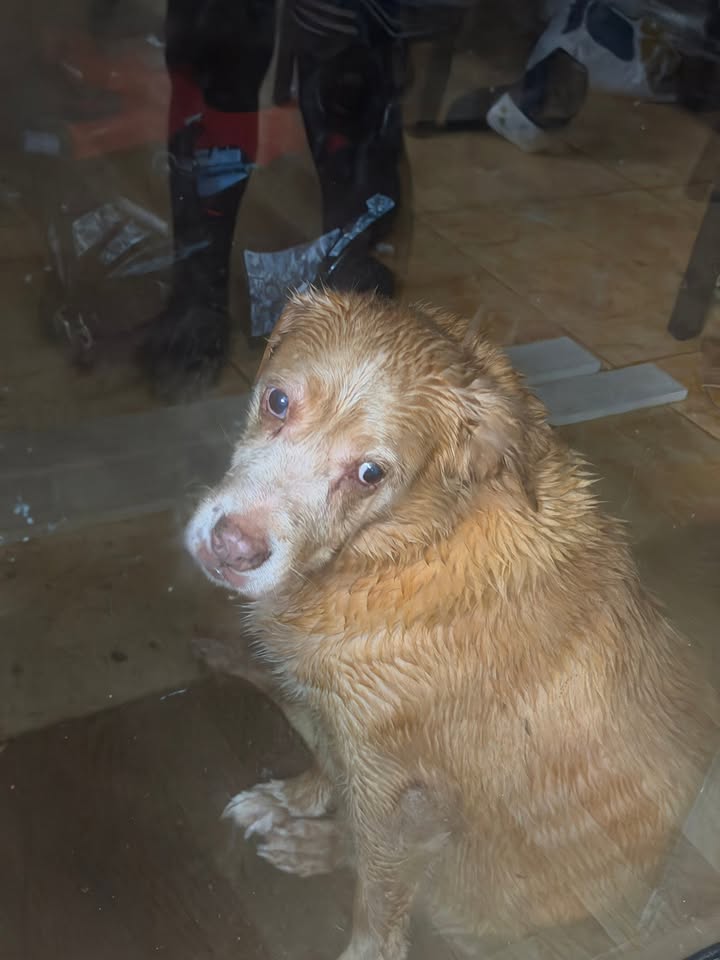 FOUND PET - Kunia, Oahu | Stolen Stuff Hawaii