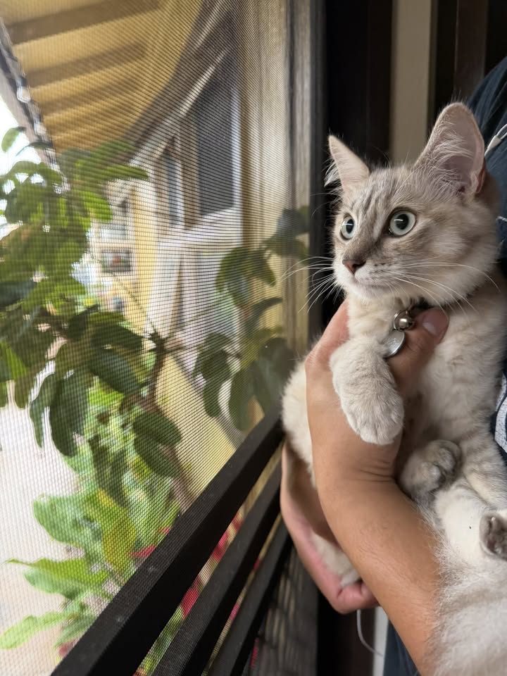 LOST PET - Unknown | Stolen Stuff Hawaii