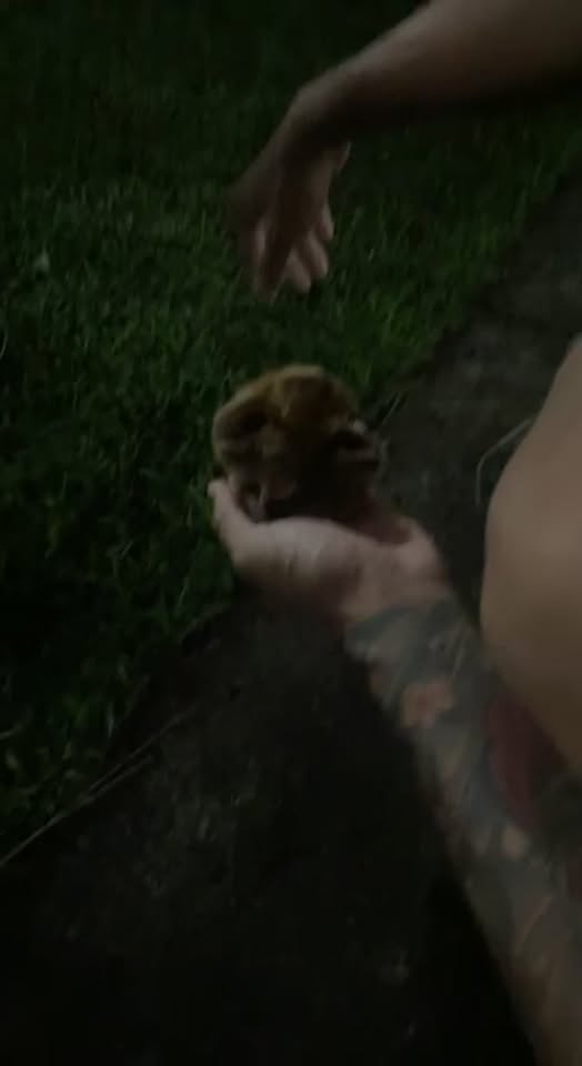 FOUND PET - Downtown, Honolulu | Stolen Stuff Hawaii
