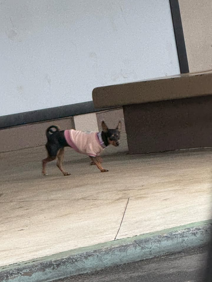 ANIMAL SIGHTING - Kapolei, Oahu | Stolen Stuff Hawaii