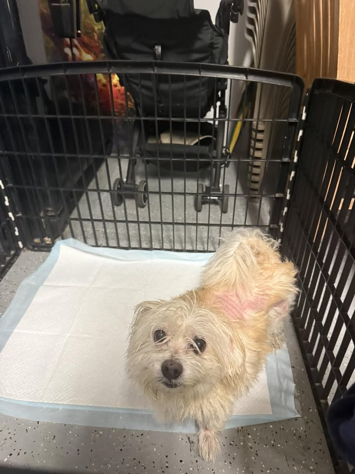 FOUND PET - N King Street in Kalihi, Honolulu | Stolen Stuff Hawaii