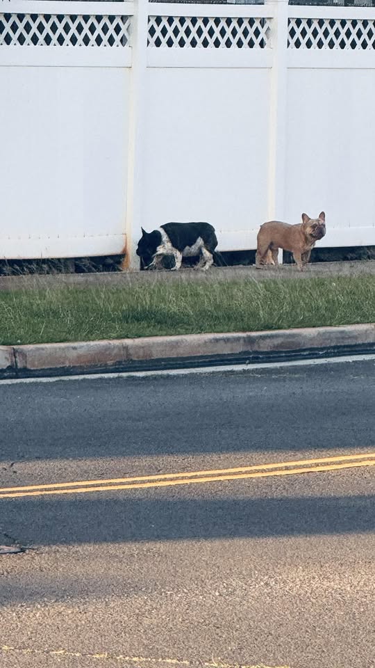 ANIMAL SIGHTING - Kaupe'a | Stolen Stuff Hawaii