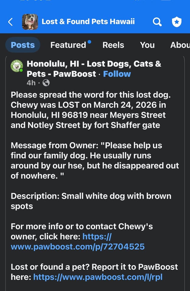 FOUND PET - Unknown | Stolen Stuff Hawaii
