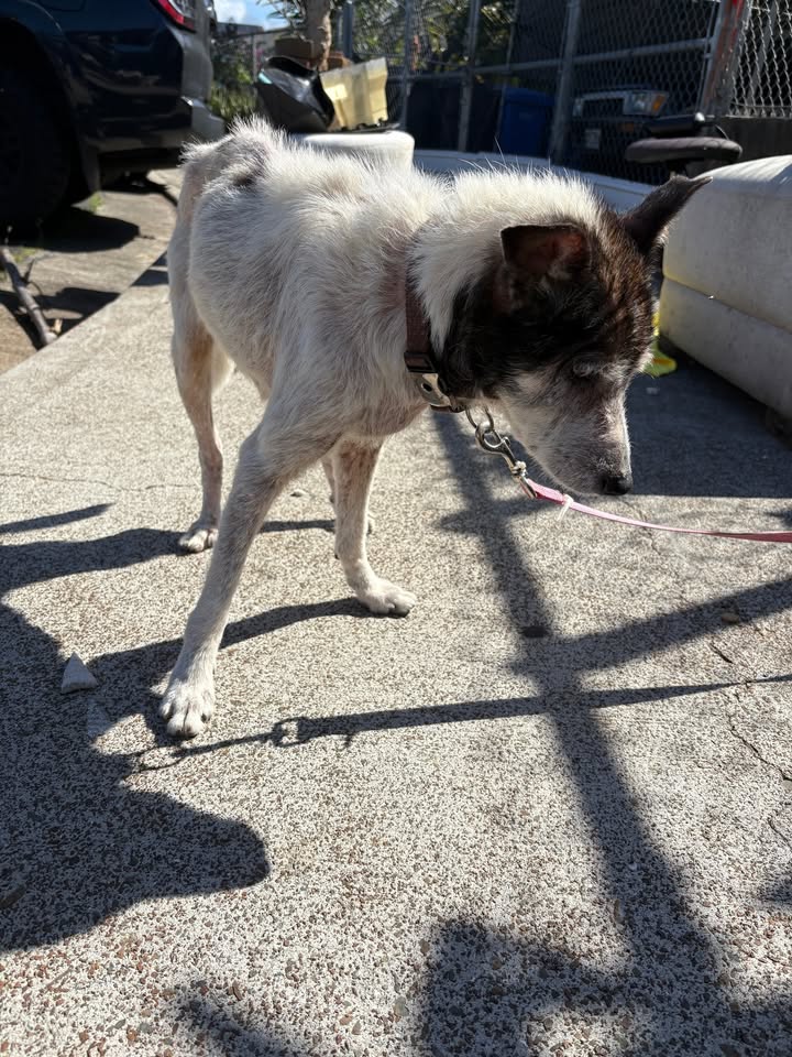 FOUND PET - Waipio, Hawaii | Stolen Stuff Hawaii