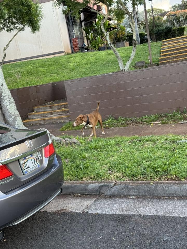 ANIMAL SIGHTING - Anania and Kiaha, Mililani, Oahu | Stolen Stuff Hawaii