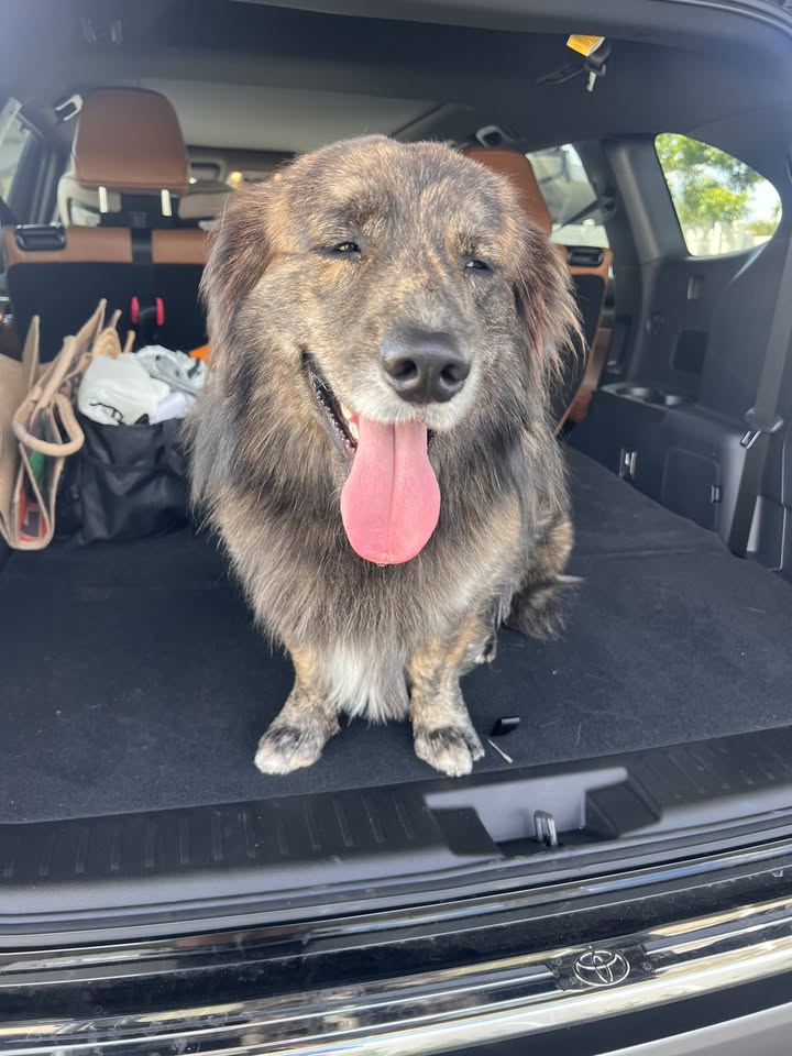 FOUND PET - Leoole Street, Waipahu | Stolen Stuff Hawaii