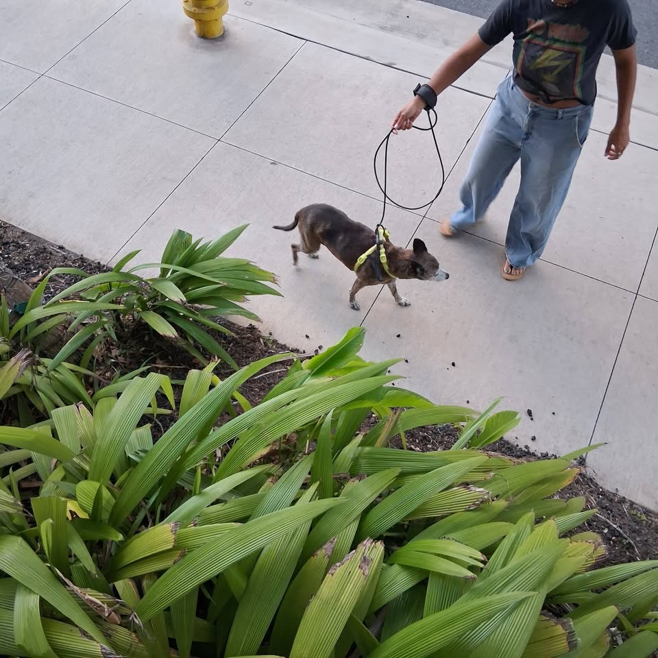 FOUND PET - Kaka'ako Whole Foods, Honolulu, Oahu | Stolen Stuff Hawaii