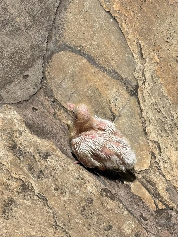 FOUND PET - Kuhio Avenue and Namahana Street, Honolulu | Stolen Stuff Hawaii