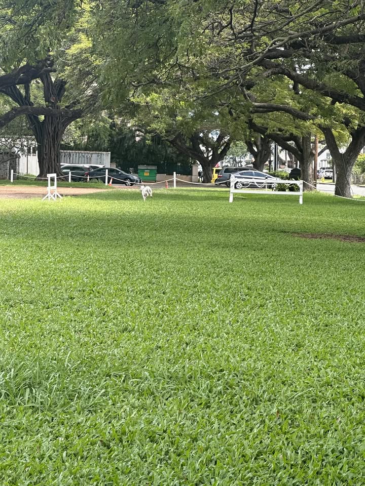 ANIMAL SIGHTING - Beretania & Punahou, Honolulu | Stolen Stuff Hawaii