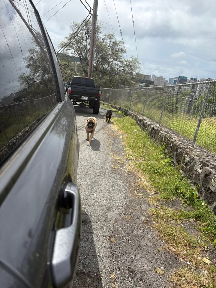 ANIMAL SIGHTING - Hala Drive, Kalihi, Oahu | Stolen Stuff Hawaii
