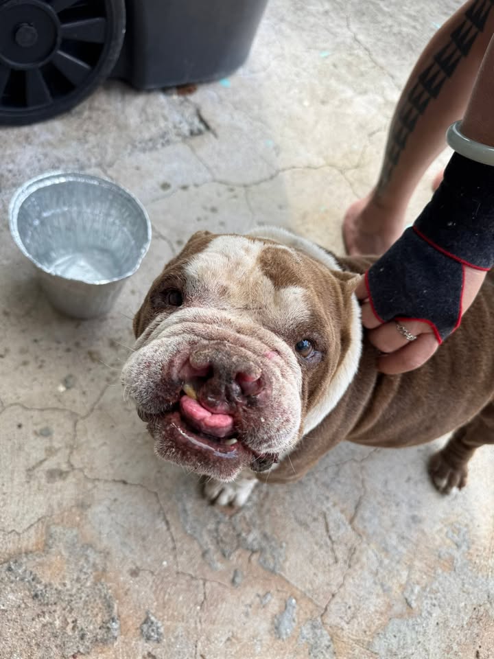 FOUND PET - Salt Lake, Honolulu, Oahu | Stolen Stuff Hawaii