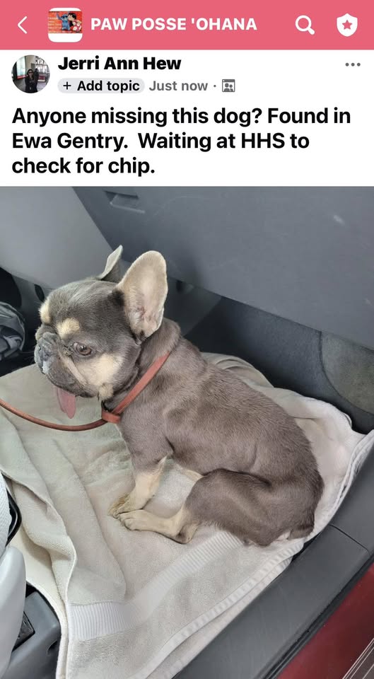 FOUND PET - Kosasa | Stolen Stuff Hawaii