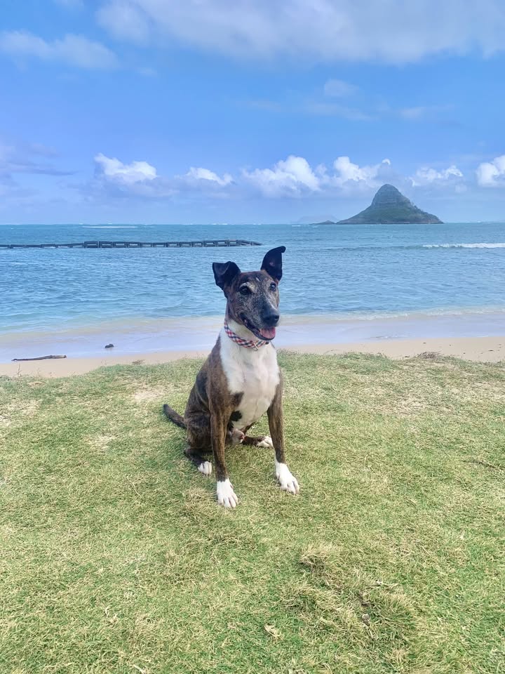 LOST PET - Hoohulu Street, Pearl City, Oahu | Stolen Stuff Hawaii