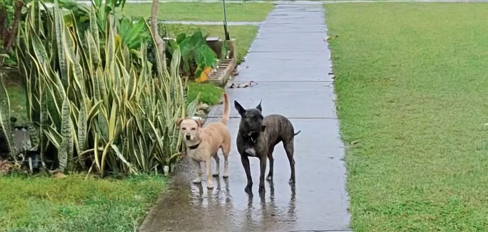 ANIMAL SIGHTING - Unknown | Stolen Stuff Hawaii