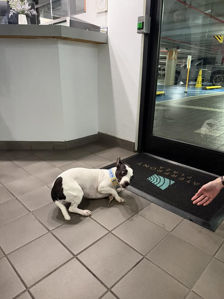 FOUND PET - Waterfront Plaza, 500 Ala Moana Blvd, Honolulu | Stolen Stuff Hawaii