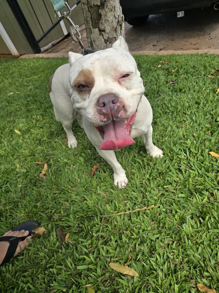 FOUND PET - Kosasa Center/Humane Society, Ewa Beach | Stolen Stuff Hawaii
