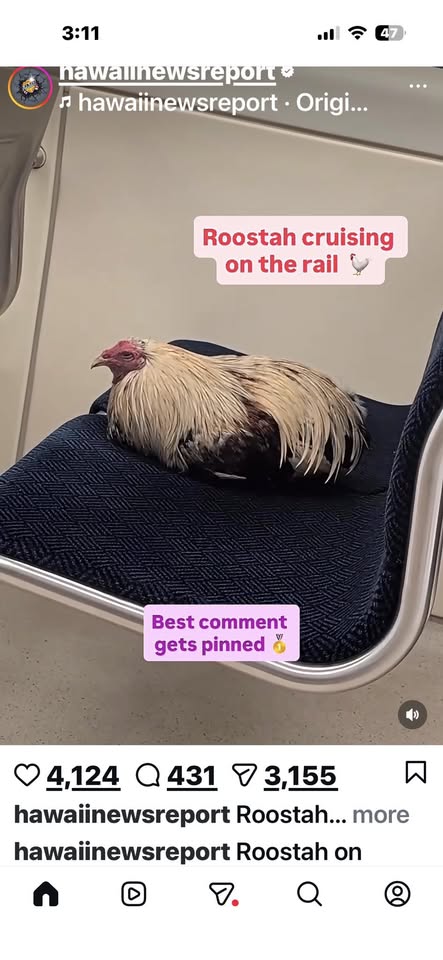 FOUND PET - Unknown | Stolen Stuff Hawaii