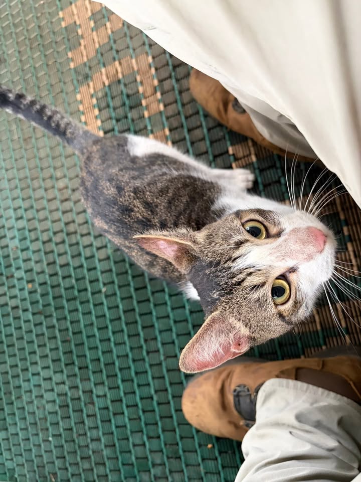 FOUND PET - Unknown | Stolen Stuff Hawaii