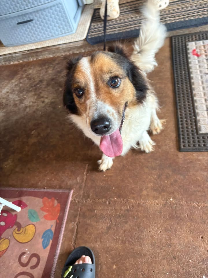 FOUND PET - Hooli Place, Pearl City | Stolen Stuff Hawaii
