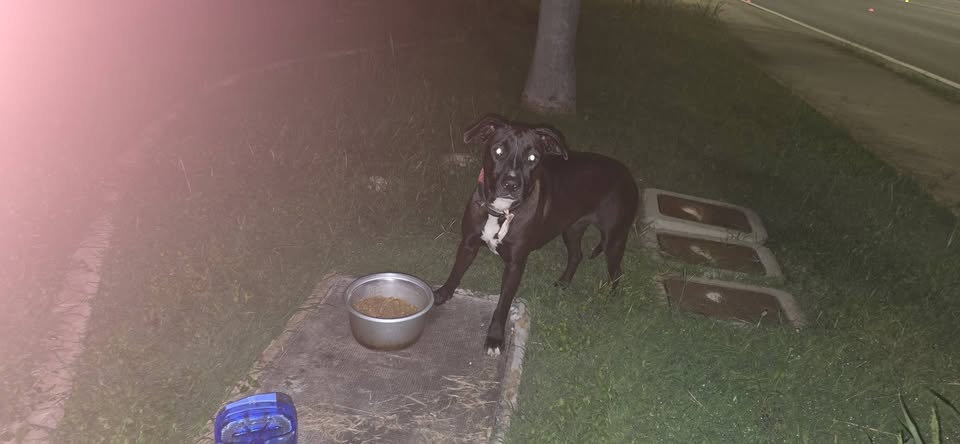 ANIMAL SIGHTING - Waianae Police Station, Waianae, Oahu | Stolen Stuff Hawaii