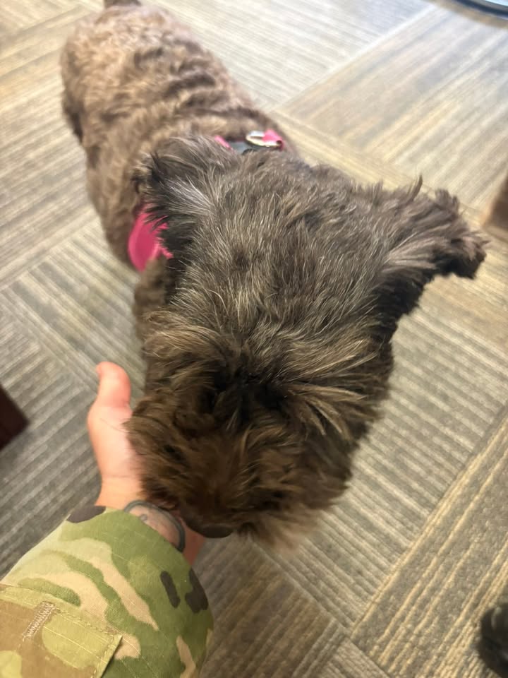 FOUND PET - Ft. Shafter, Honolulu, Oahu | Stolen Stuff Hawaii