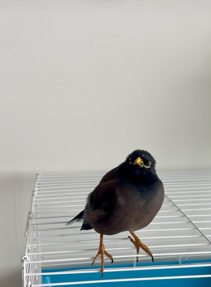 LOST PET - Koula condominium, Victoria Ward Park, Kakaako, Oahu | Stolen Stuff Hawaii