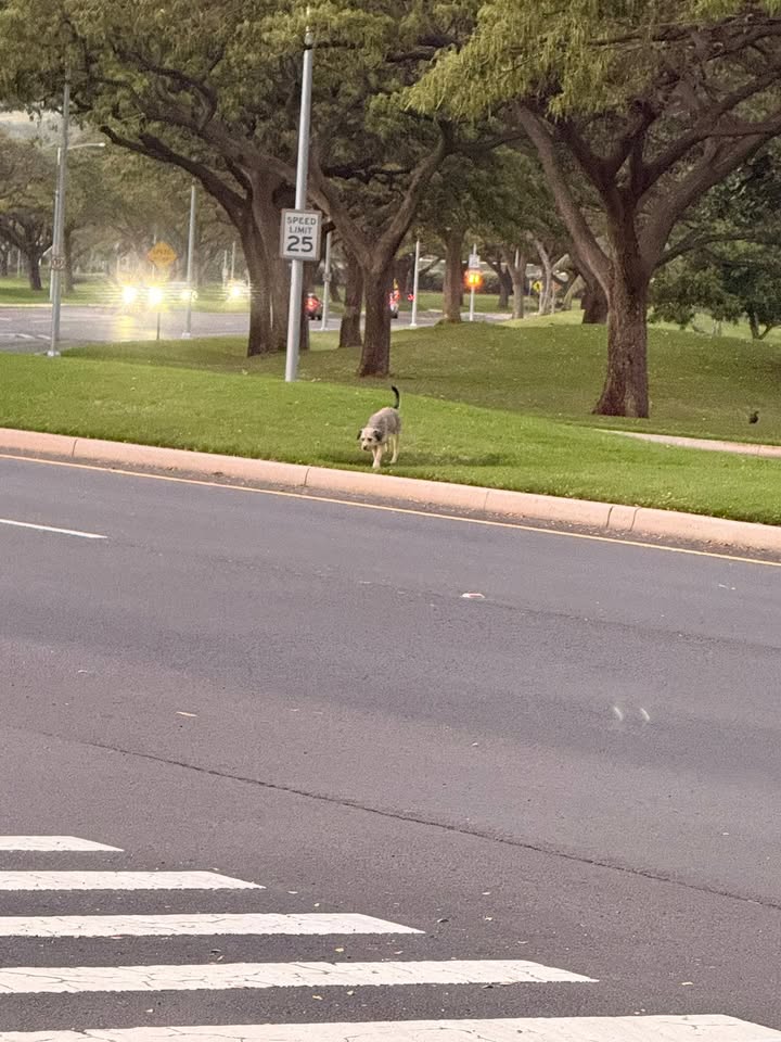 ANIMAL SIGHTING - Koolina Beach Villa, Kapolei, Oahu | Stolen Stuff Hawaii